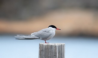 Makrellterne, Common Tern (Vikane, Fredrikstad)